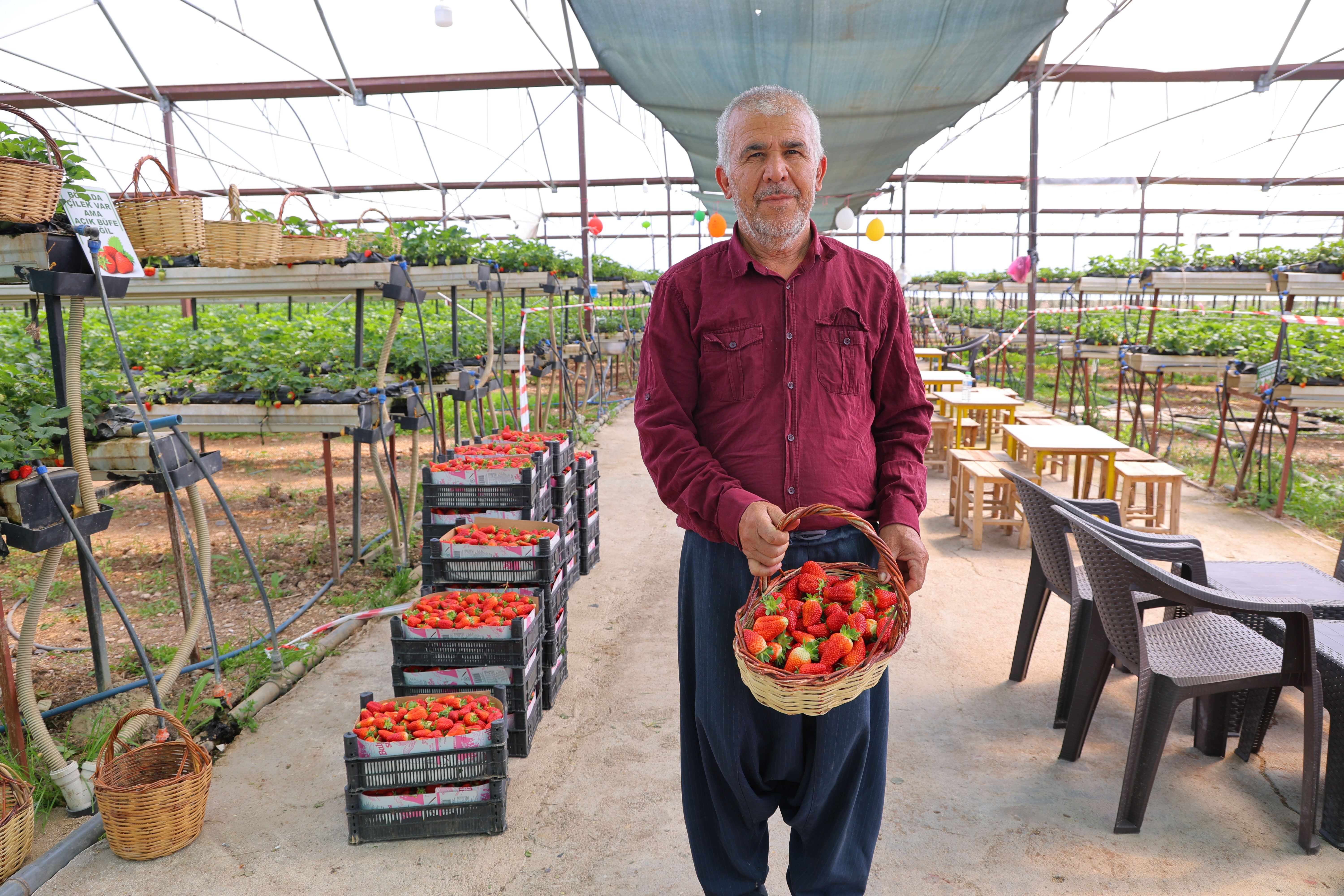 Topraksız üretiliyor! Vatandaş dalından toplayıp satın alıyor - 3. Resim