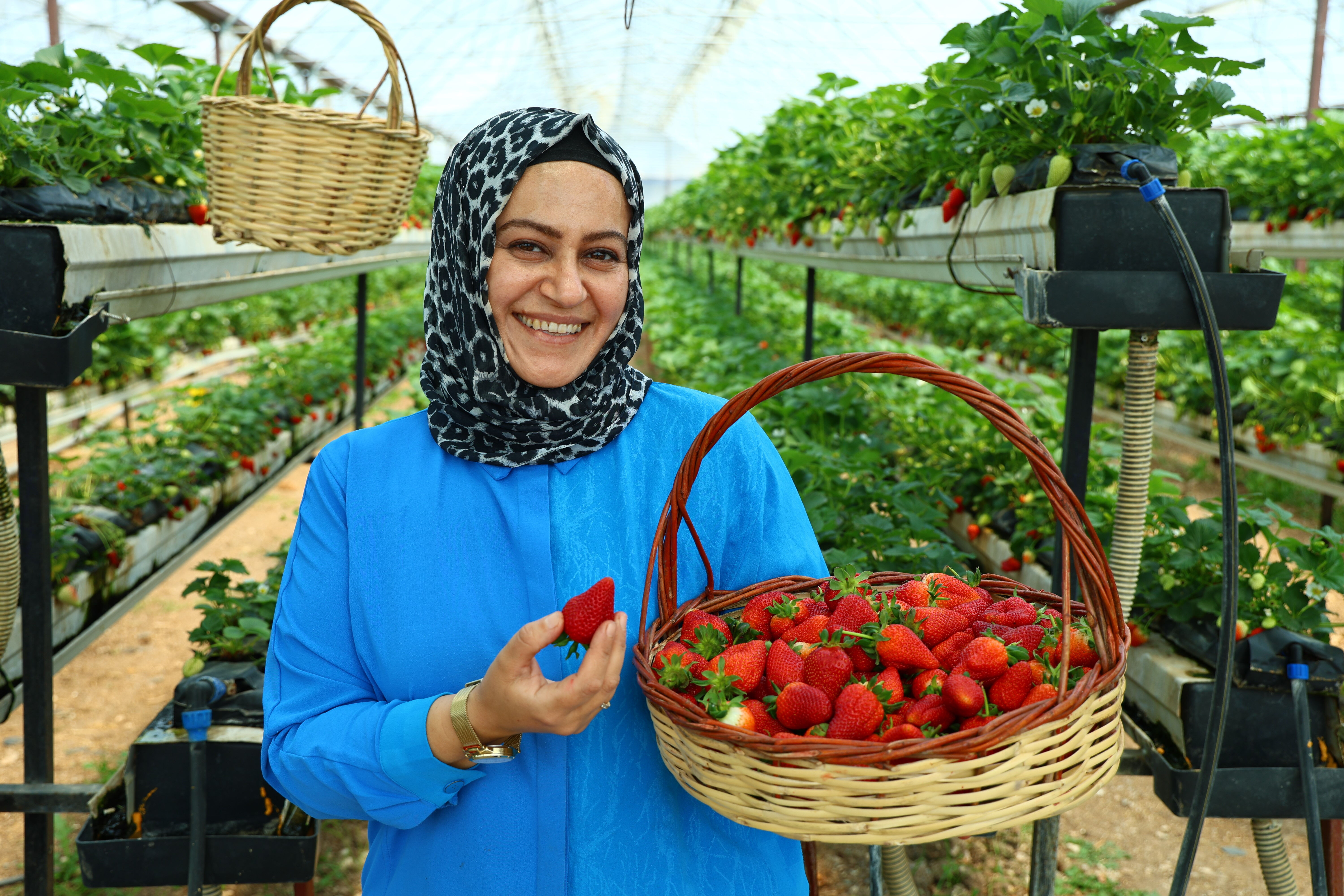 Topraksız üretiliyor! Vatandaş dalından toplayıp satın alıyor - 1. Resim