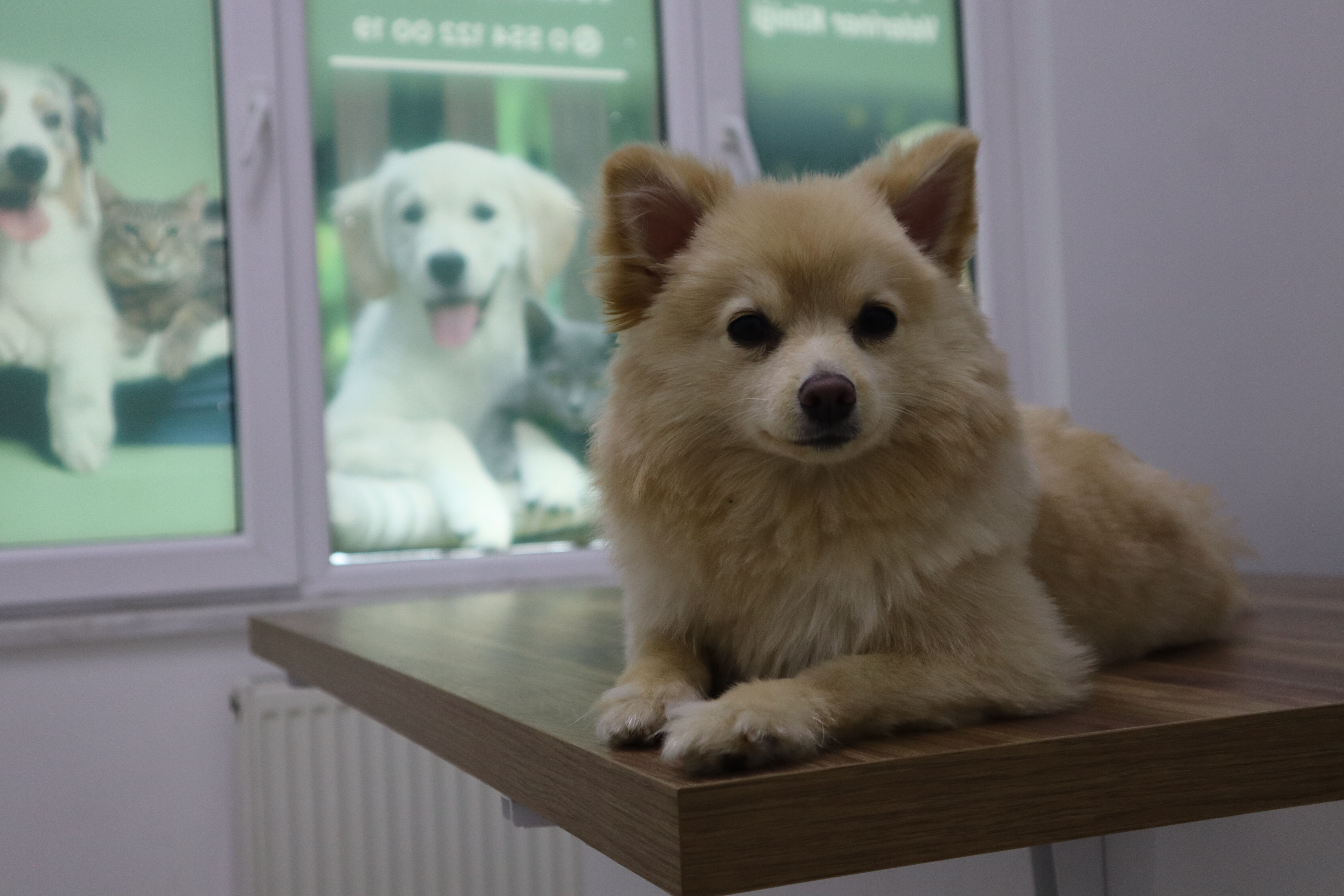 "İnsanlara da bulaşıyor" diyerek uyardı! Özellikle yaz mevsiminde dikkat edilmeli - 2. Resim