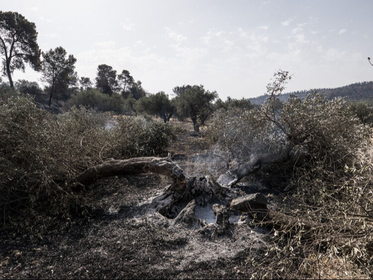 İsrail orman yangını büyüyor! Uluslararası yardım istendi - 1. Resim