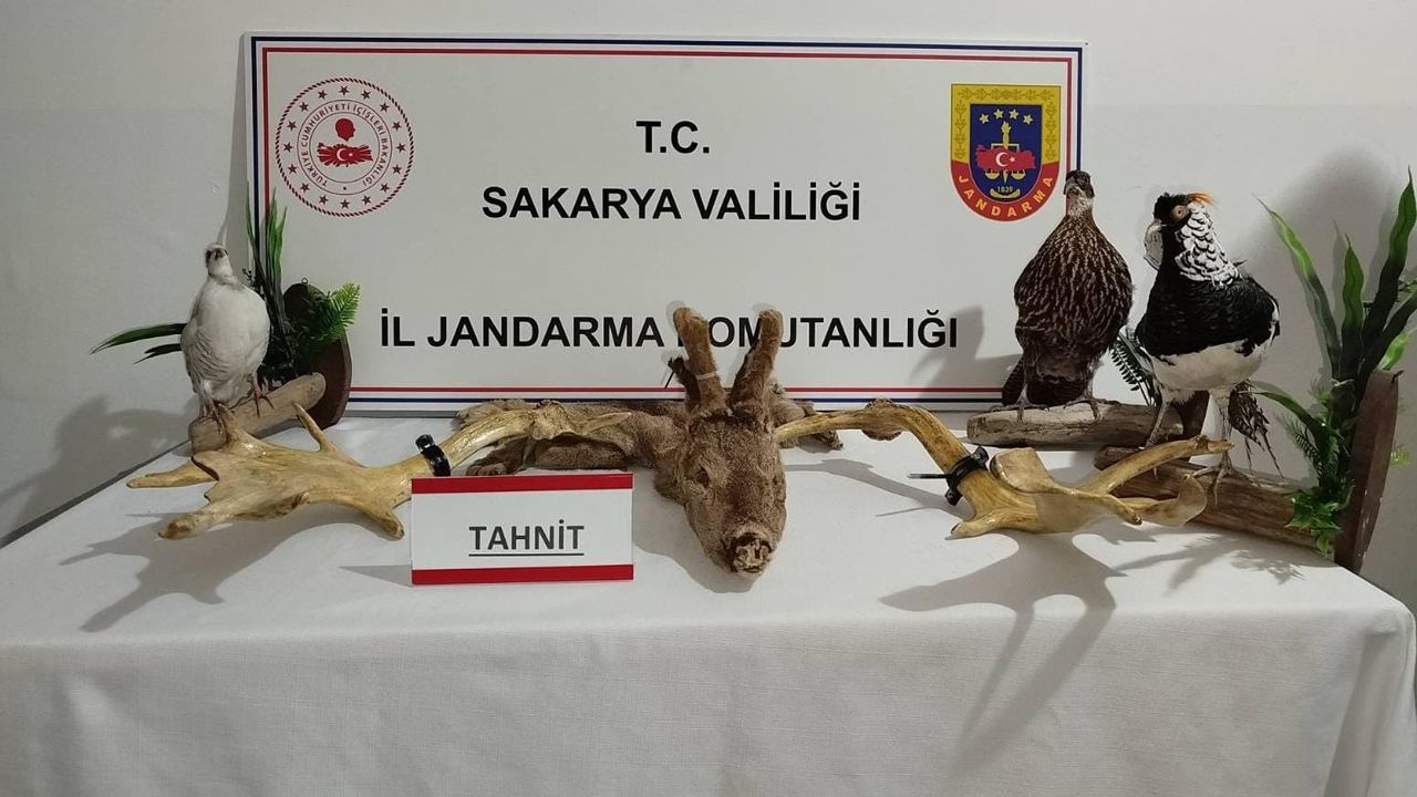 Jandarma operasyon düzenledi: 98 cins hayvan ele geçirildi