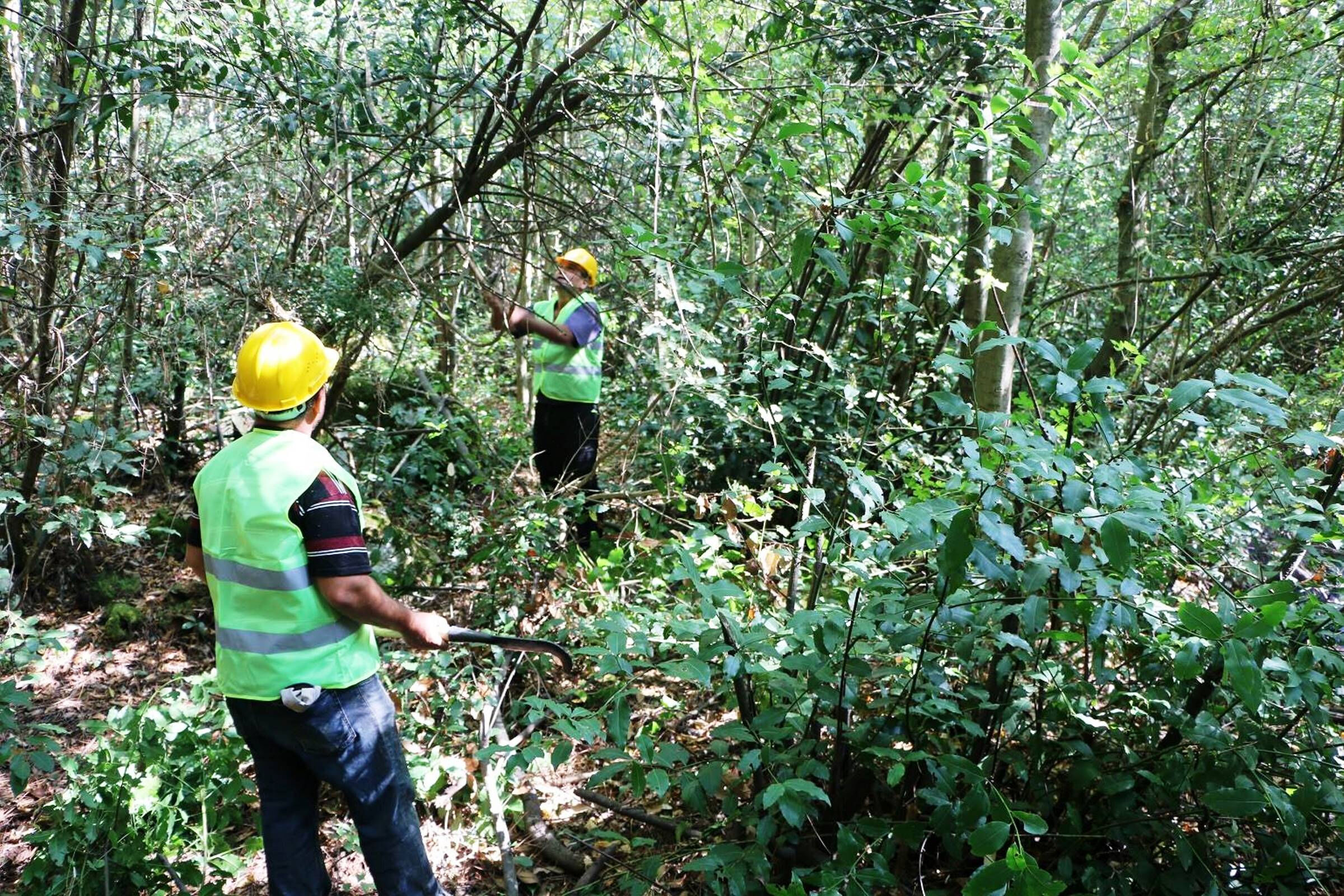 Orman köylülerinin geçim kaynağı oldu! Bu yıl 16,5 milyon TL kazanacaklar Orman köylülerinin geçim kaynağı oldu! Bu yıl 16,5 milyon TL kazanacaklar - 1. Resim