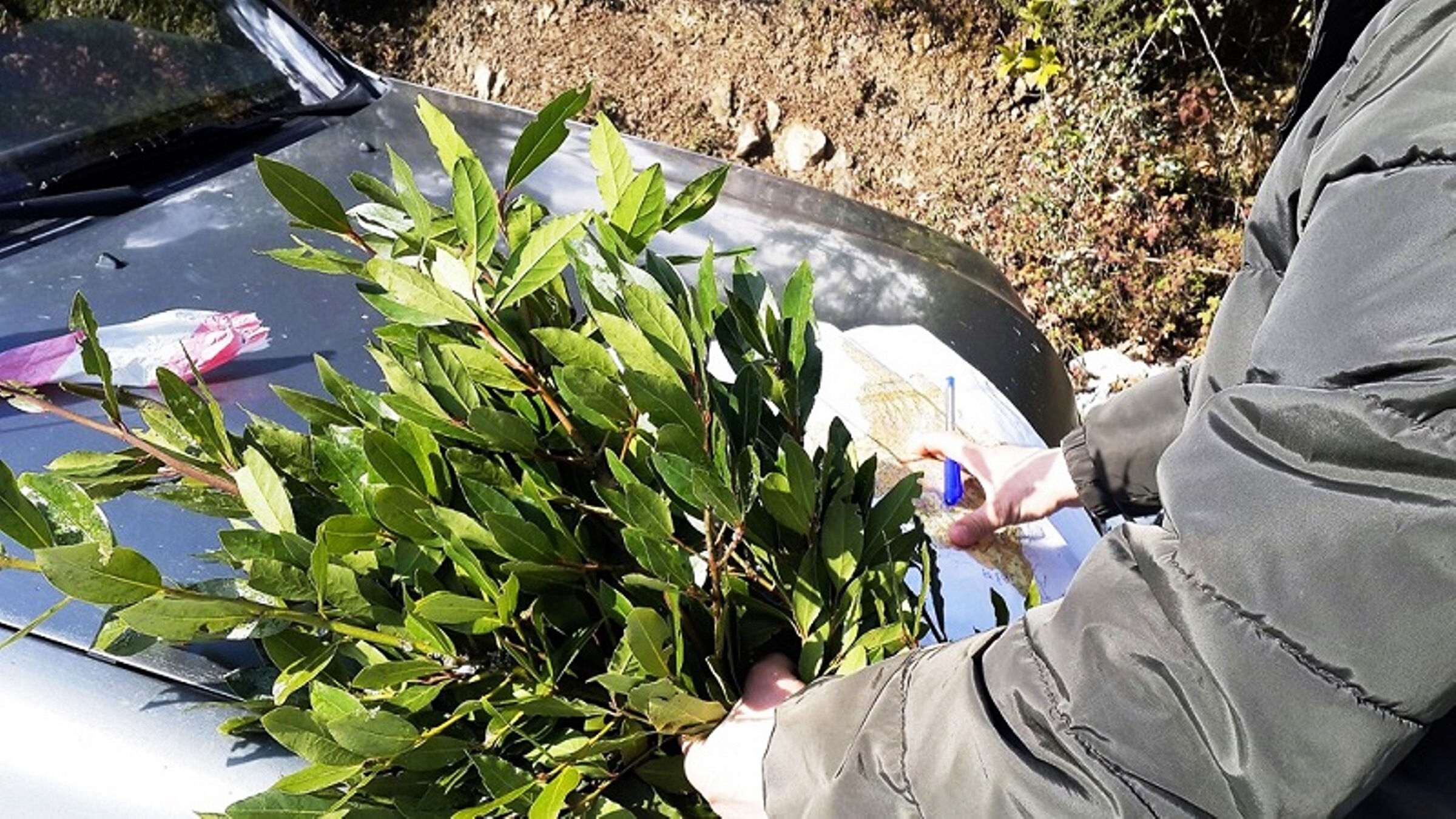 Orman köylülerinin geçim kaynağı oldu! Bu yıl 16,5 milyon TL kazanacaklar Orman köylülerinin geçim kaynağı oldu! Bu yıl 16,5 milyon TL kazanacaklar - 2. Resim