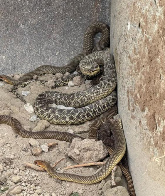 Şantiye alanında 4 dev yılan! Operatör gözlerine inanamadı - 1. Resim