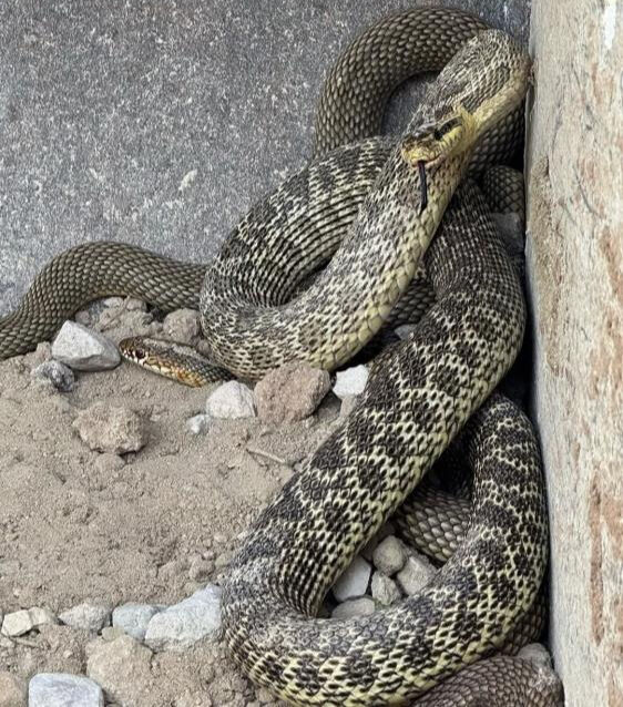 Şantiye alanında 4 dev yılan! Operatör gözlerine inanamadı - 2. Resim