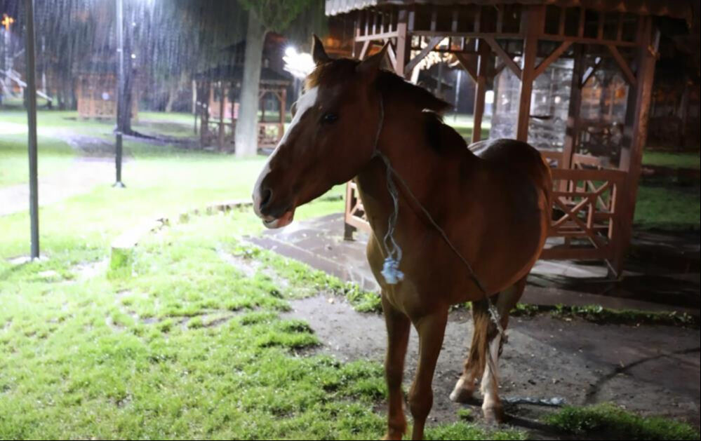 Başıboş at ihbarına belediyeden olay cevap: Atı bağlayın, sabah ekip göndeririz Başıboş at ihbarına belediyeden olay cevap: Atı bağlayın, sabah ekip göndeririz - 3. Resim