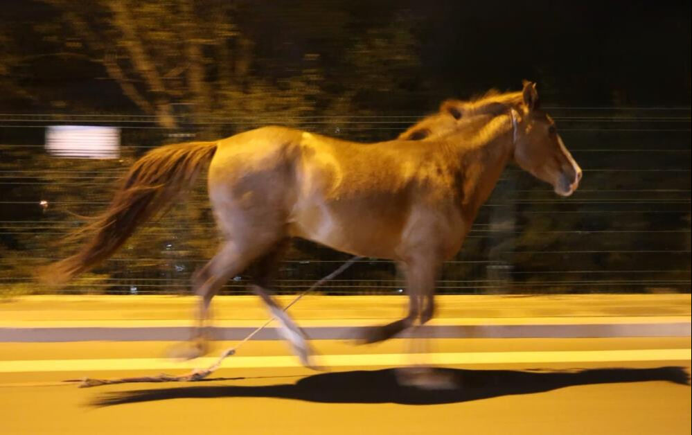 Başıboş at ihbarına belediyeden olay cevap: Atı bağlayın, sabah ekip göndeririz Başıboş at ihbarına belediyeden olay cevap: Atı bağlayın, sabah ekip göndeririz - 2. Resim
