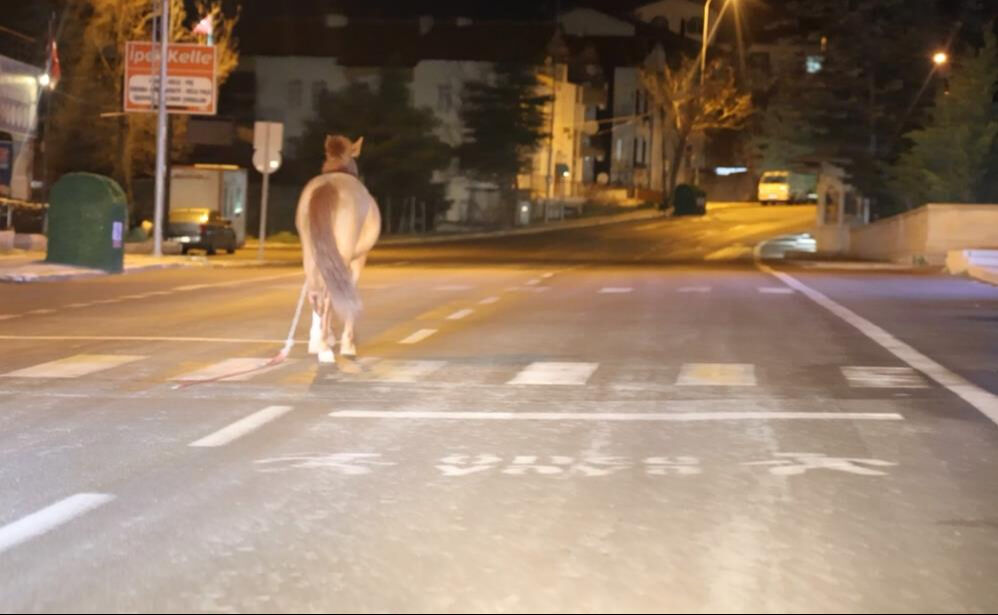 Başıboş at ihbarına belediyeden olay cevap: Atı bağlayın, sabah ekip göndeririz Başıboş at ihbarına belediyeden olay cevap: Atı bağlayın, sabah ekip göndeririz - 1. Resim