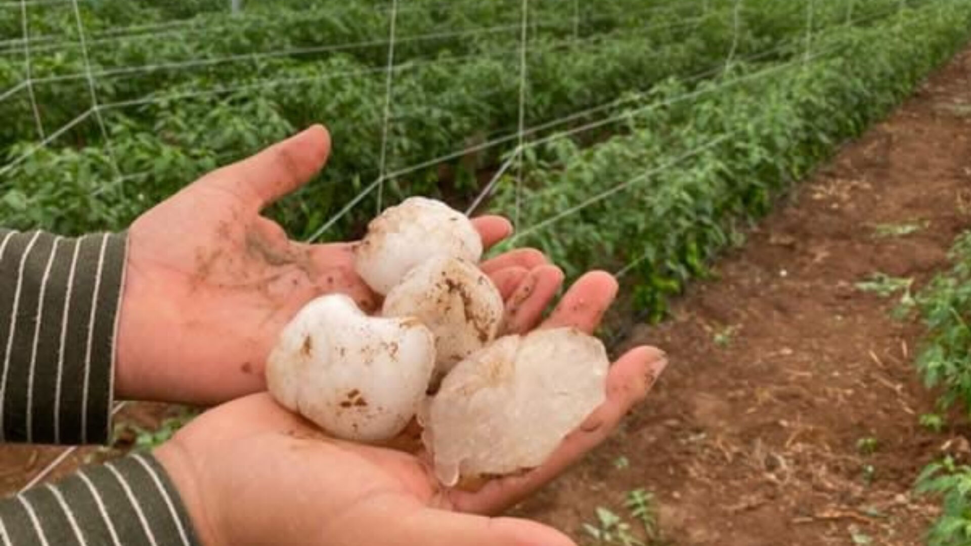 Çapını gören şaştı kaldı: Şanlıurfa'ya kar topu büyüklüğünde dolu yağdı! Tarım arazileri ve araçlar zarar gördü - 2. Resim