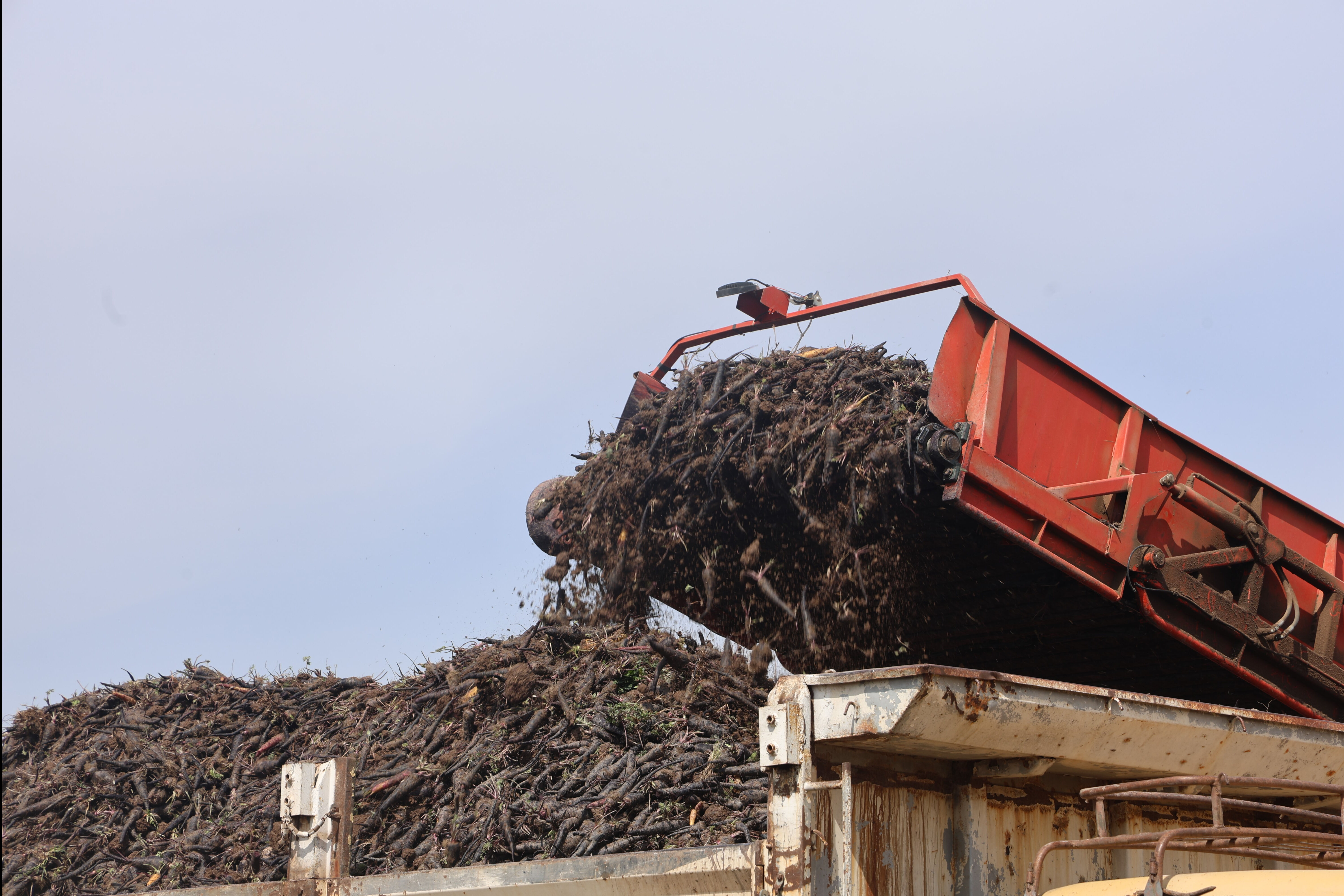Hasat başladı! Bu yıl verim 2 katına çıktı, üretici bayram ediyor Hasat başladı! Bu yıl verim 2 katına çıktı, üretici bayram ediyor - 2. Resim