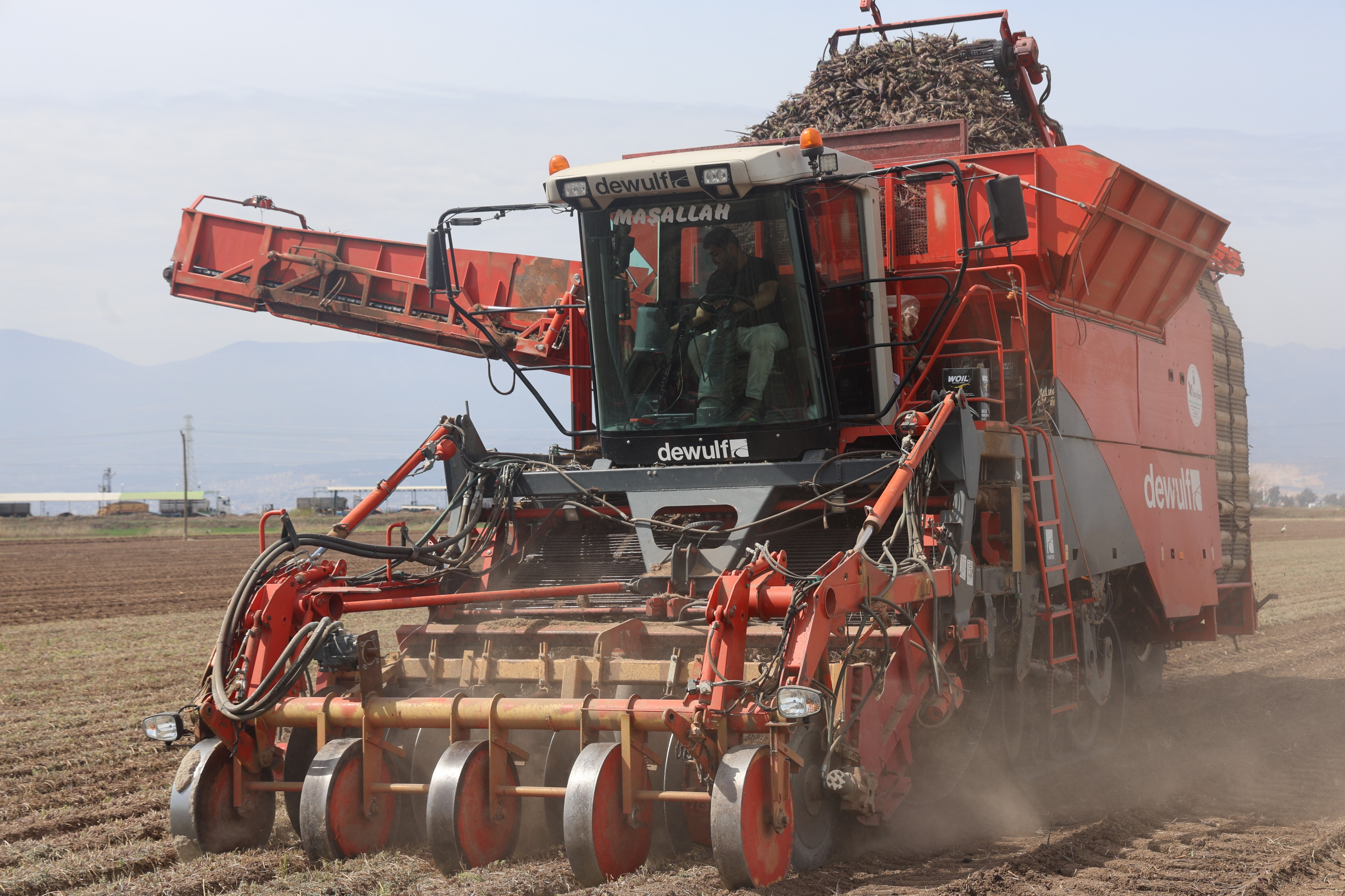 Hasat başladı! Bu yıl verim 2 katına çıktı, üretici bayram ediyor Hasat başladı! Bu yıl verim 2 katına çıktı, üretici bayram ediyor - 3. Resim