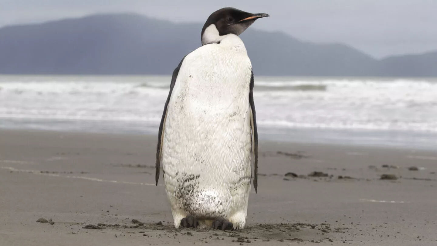 Onları bir daha göremeyebiliriz! Penguenlerin nesli tükendi mi? - 1. Resim
