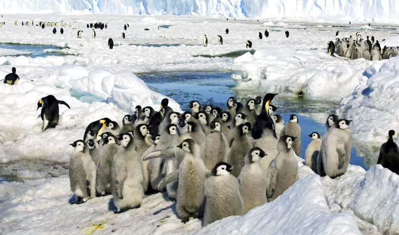 Onları bir daha göremeyebiliriz! Penguenlerin nesli tükendi mi? - 7. Resim