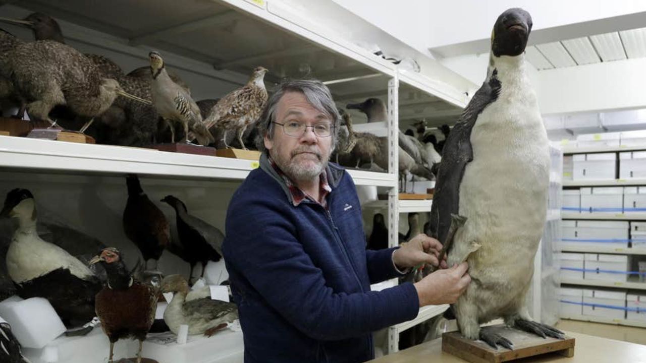 Onları bir daha göremeyebiliriz! Penguenlerin nesli tükendi mi? Onları bir daha göremeyebiliriz! Penguenlerin nesli tükendi mi?