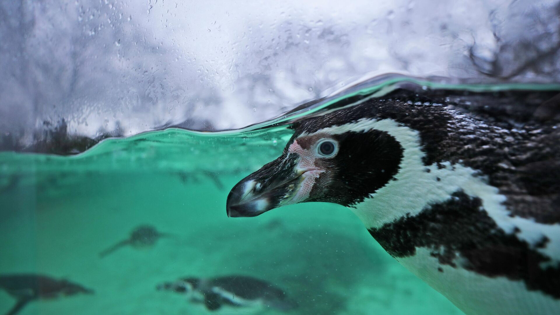 Onları bir daha göremeyebiliriz! Penguenlerin nesli tükendi mi? - 3. Resim