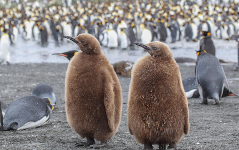 Onları bir daha göremeyebiliriz! Penguenlerin nesli tükendi mi? - 5. Resim