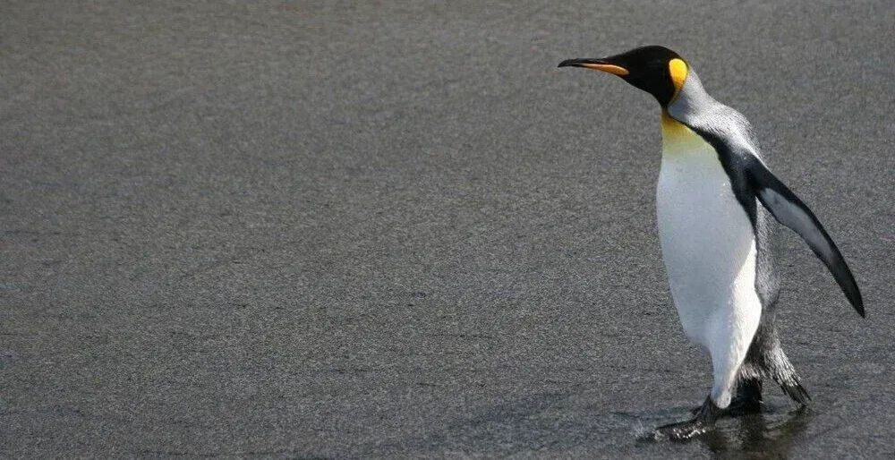 Onları bir daha göremeyebiliriz! Penguenlerin nesli tükendi mi? - 6. Resim