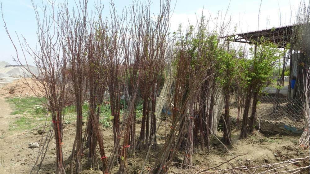 Zirai don kayısıyı vurdu! "Hasar büyük, destek şart" Zirai don kayısıyı vurdu! "Hasar büyük, destek şart" - 1. Resim