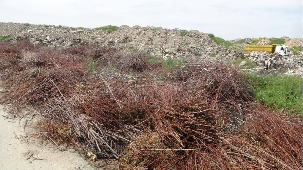 Zirai don kayısıyı vurdu! "Hasar büyük, destek şart" Zirai don kayısıyı vurdu! "Hasar büyük, destek şart" - 2. Resim