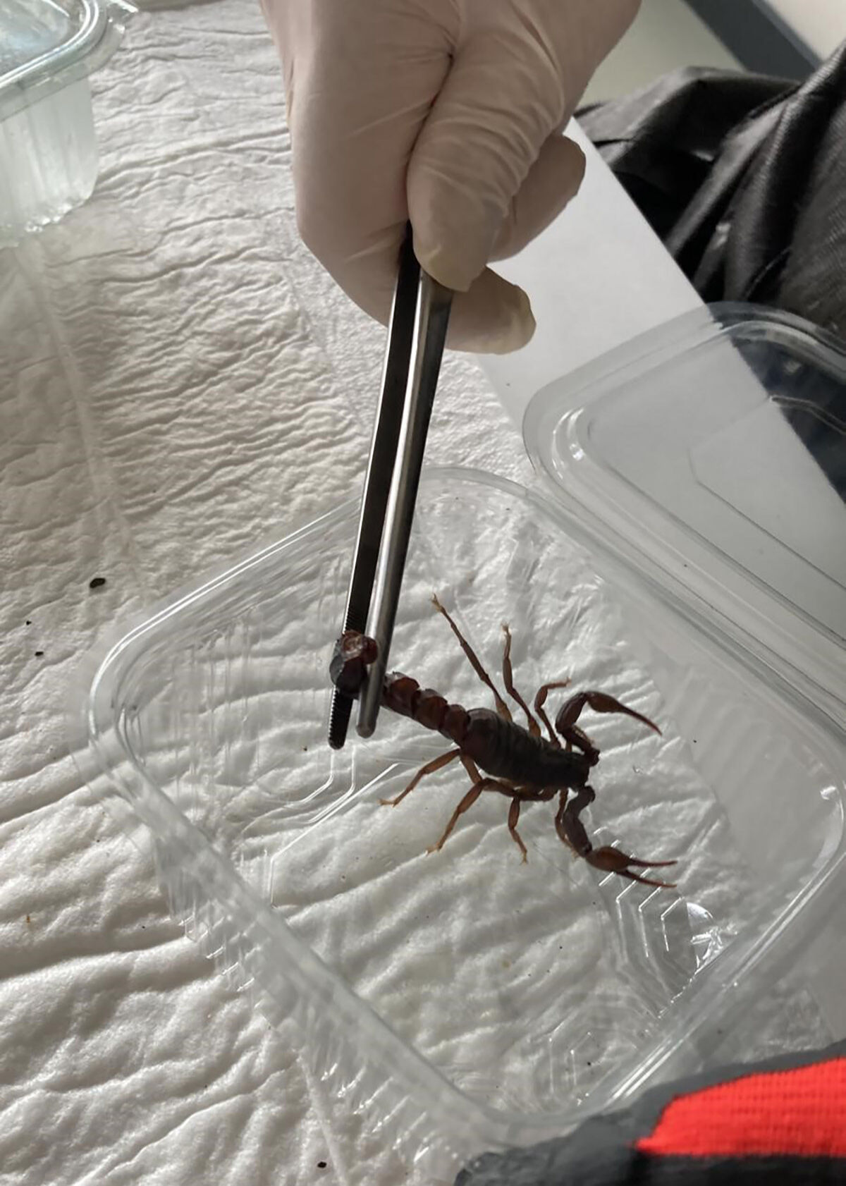 Anadolu akrebi bilimin kıskacında! Zehri sağılıyor, eksi 75 derecede korunuyor Anadolu akrebi bilimin kıskacında! Zehri sağılıyor, eksi 75 derecede korunuyor - 2. Resim