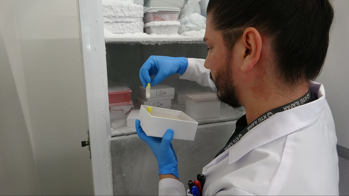 Anadolu akrebi bilimin kıskacında! Zehri sağılıyor, eksi 75 derecede korunuyor Anadolu akrebi bilimin kıskacında! Zehri sağılıyor, eksi 75 derecede korunuyor - 4. Resim