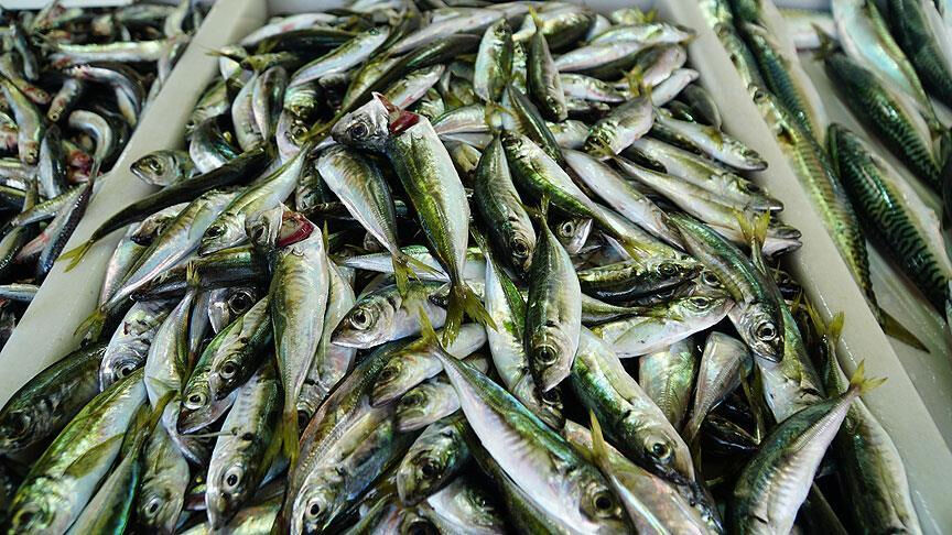 Balıkçı tezgahlarında çeşitlilik devam ediyor! İşte mezgit, barbun ve istavritin fiyatı - 1. Resim