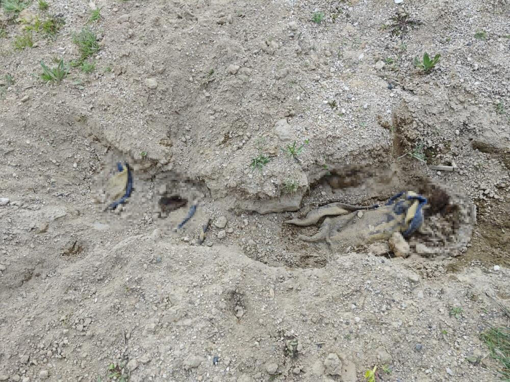 Çoban boş arazide koyun otlatırken buldu! Önce inanmadılar, gerçek şoke etti - 1. Resim