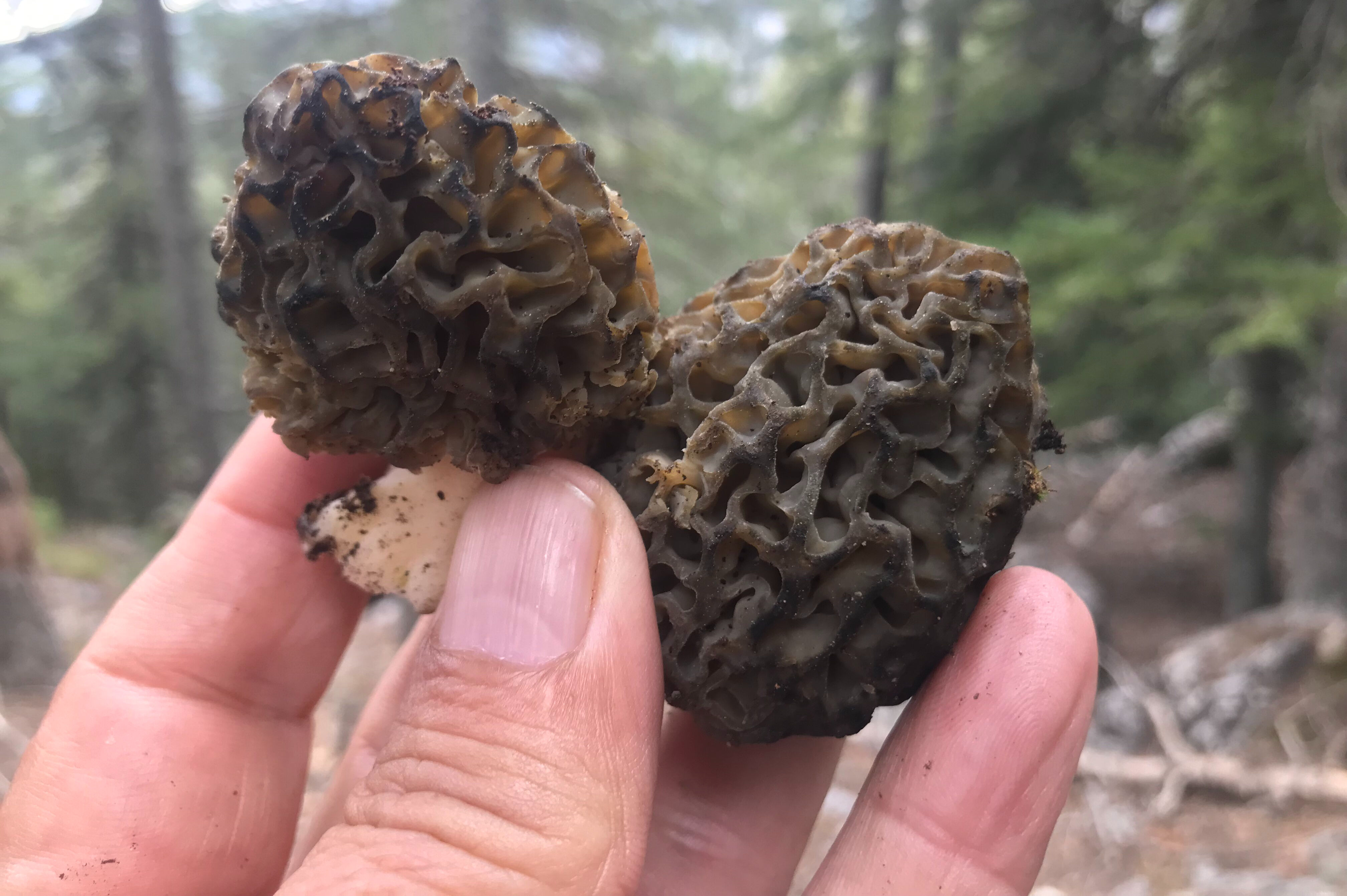 Kilosu 1250 TL, dağa çıkan topluyor! Vatandaşların akın ettiği bölge adeta geçim kaynağı - 3. Resim