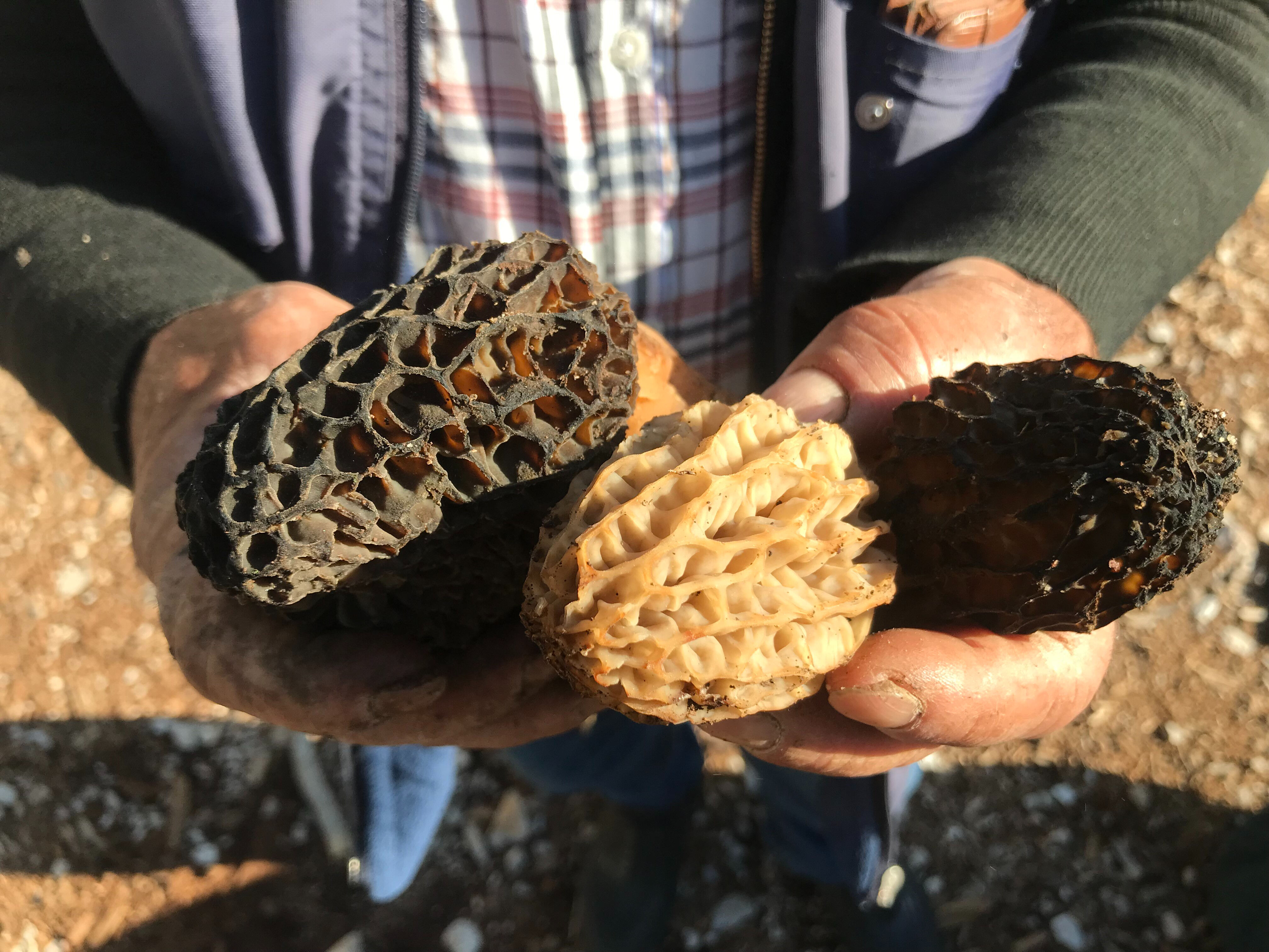 Kilosu 1250 TL, dağa çıkan topluyor! Vatandaşların akın ettiği bölge adeta geçim kaynağı - 1. Resim