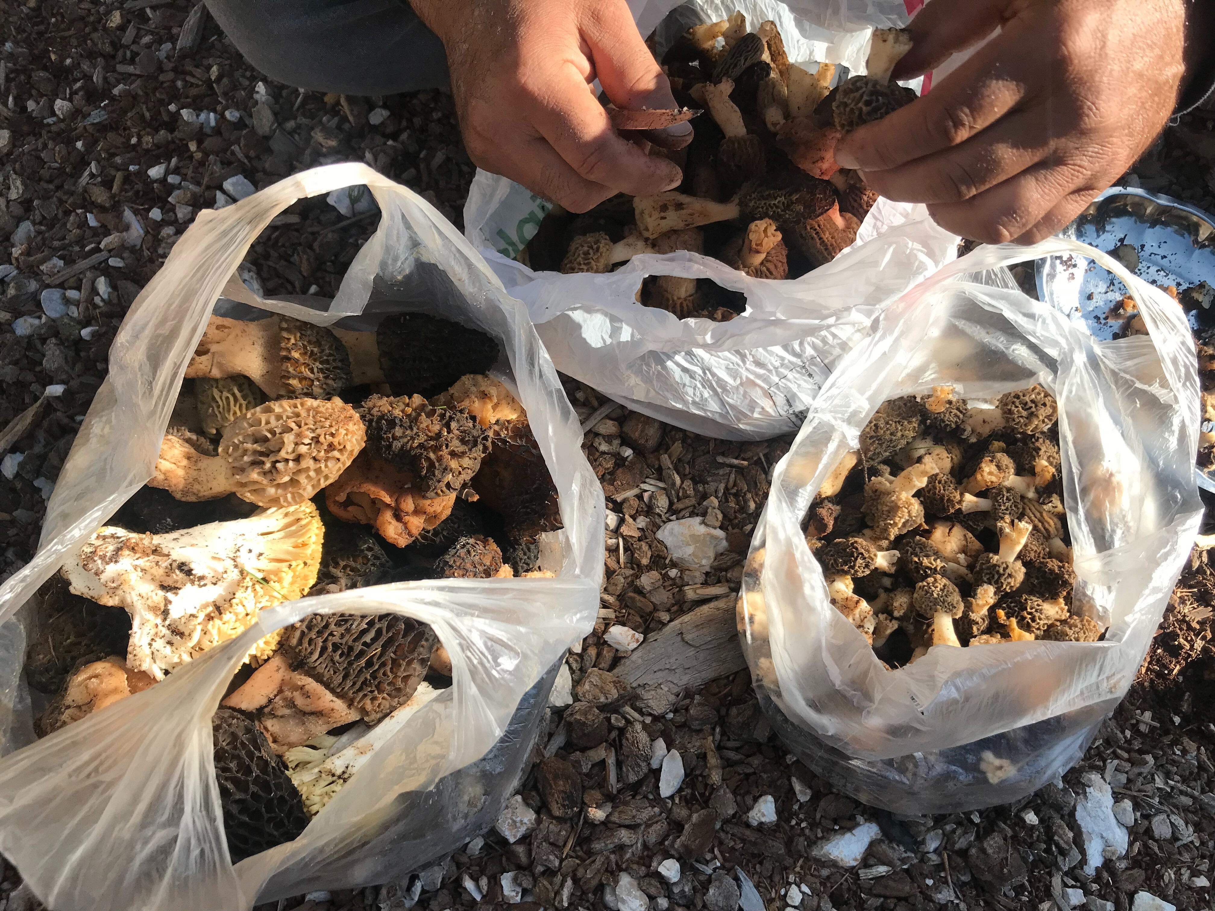 Kilosu 1250 TL, dağa çıkan topluyor! Vatandaşların akın ettiği bölge adeta geçim kaynağı - 2. Resim