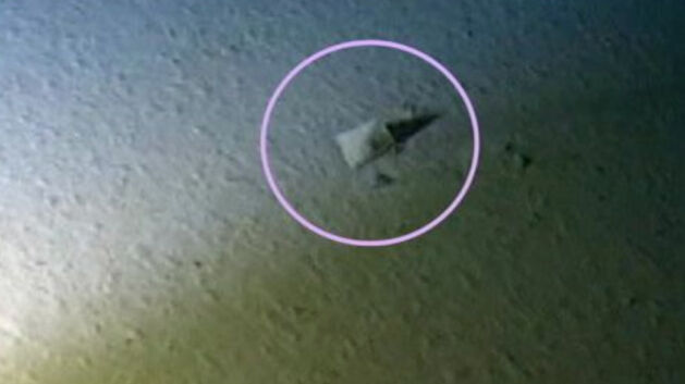 Mariana Çukuru’nda ne bulundu? Bilim insanları gördüklerine inanamadı! - 1. Resim