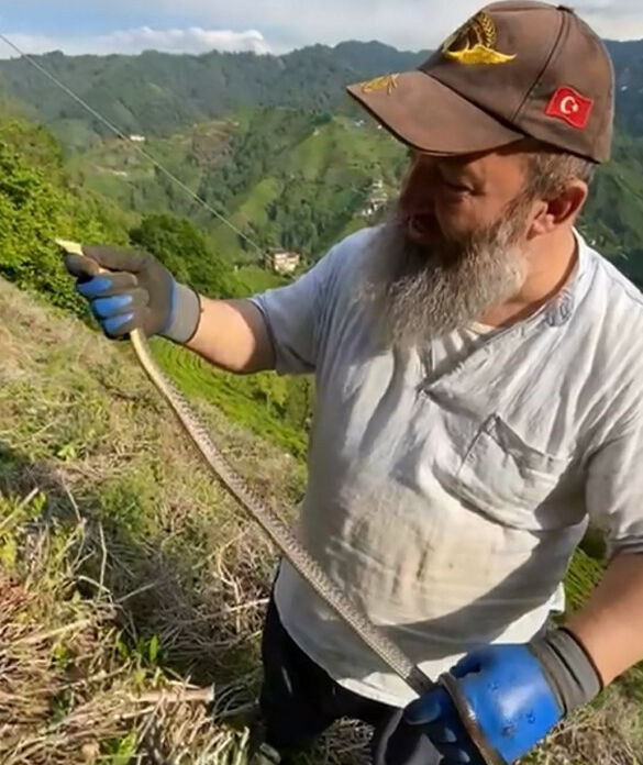 1 metre boyunda, zehir saçıyor! Herkes kaçarken o boynuna kolye gibi doladı - 1. Resim