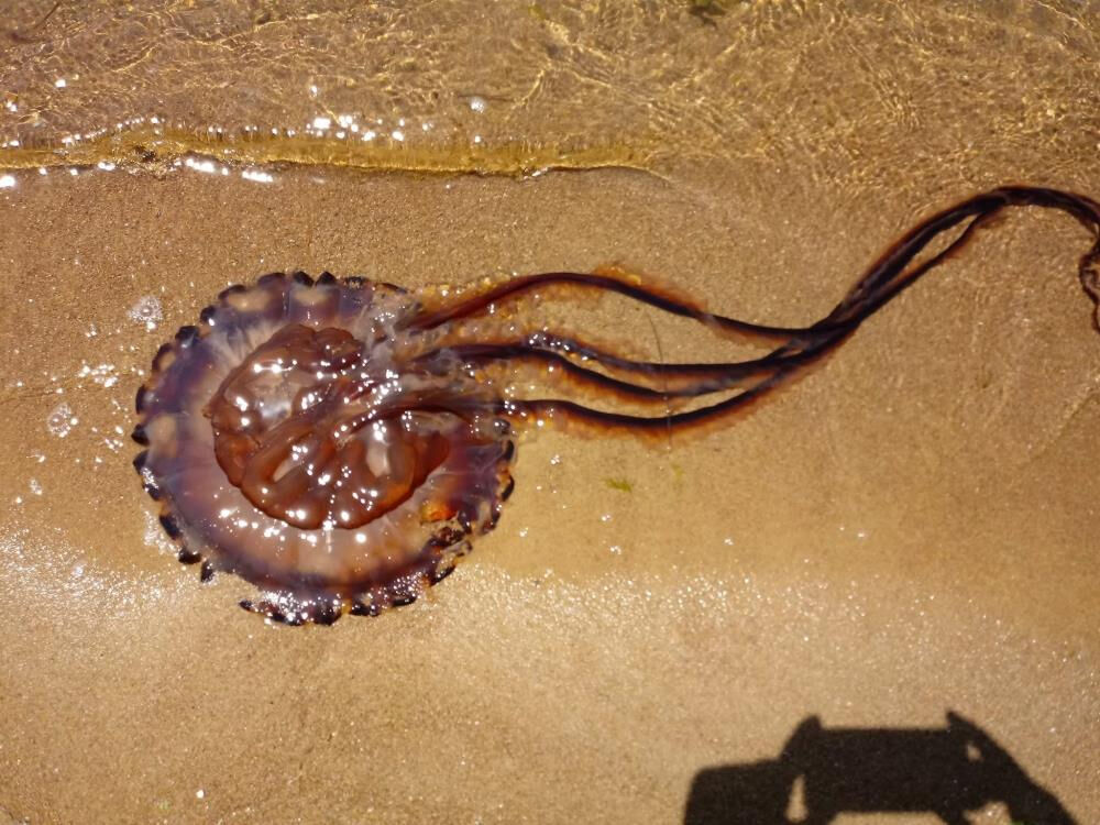 Atlantik'ten Marmara Denizi'ne geldi! Korkutan gelişme... - 1. Resim