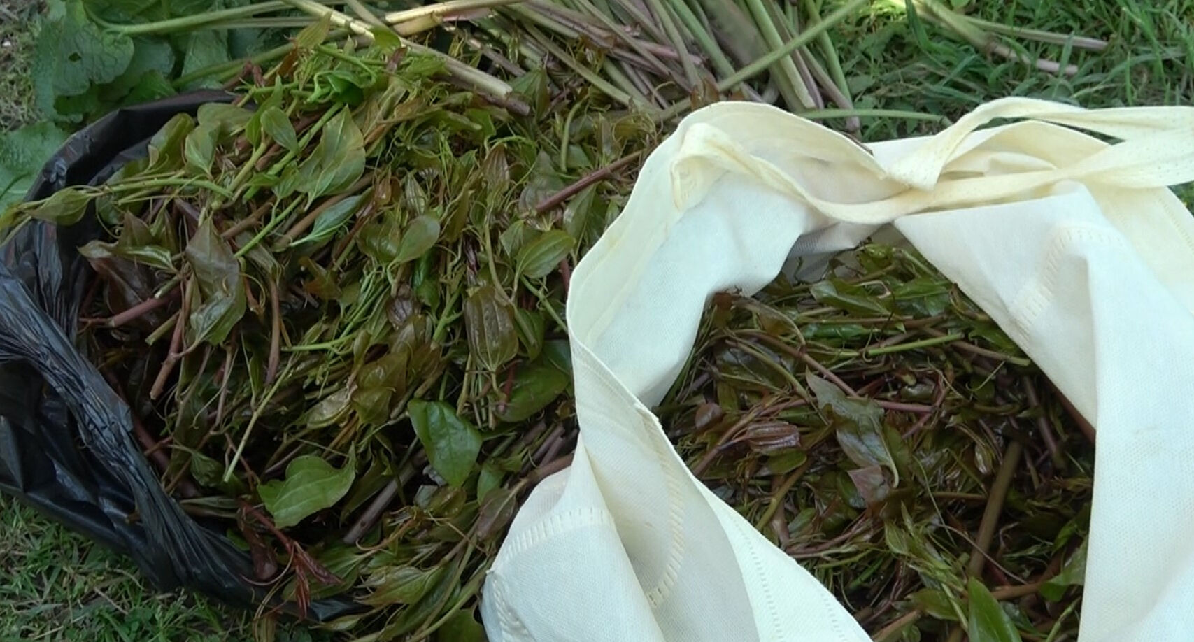 Doğanın şifalı otu! Faydaları saymakla bitmiyor, kilosu 250 liradan satılıyor - 3. Resim