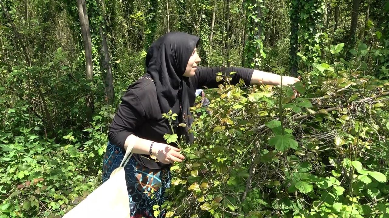 Doğanın şifalı otu! Faydaları saymakla bitmiyor, kilosu 250 liradan satılıyor Doğanın şifalı otu! Faydaları saymakla bitmiyor, kilosu 250 liradan satılıyor