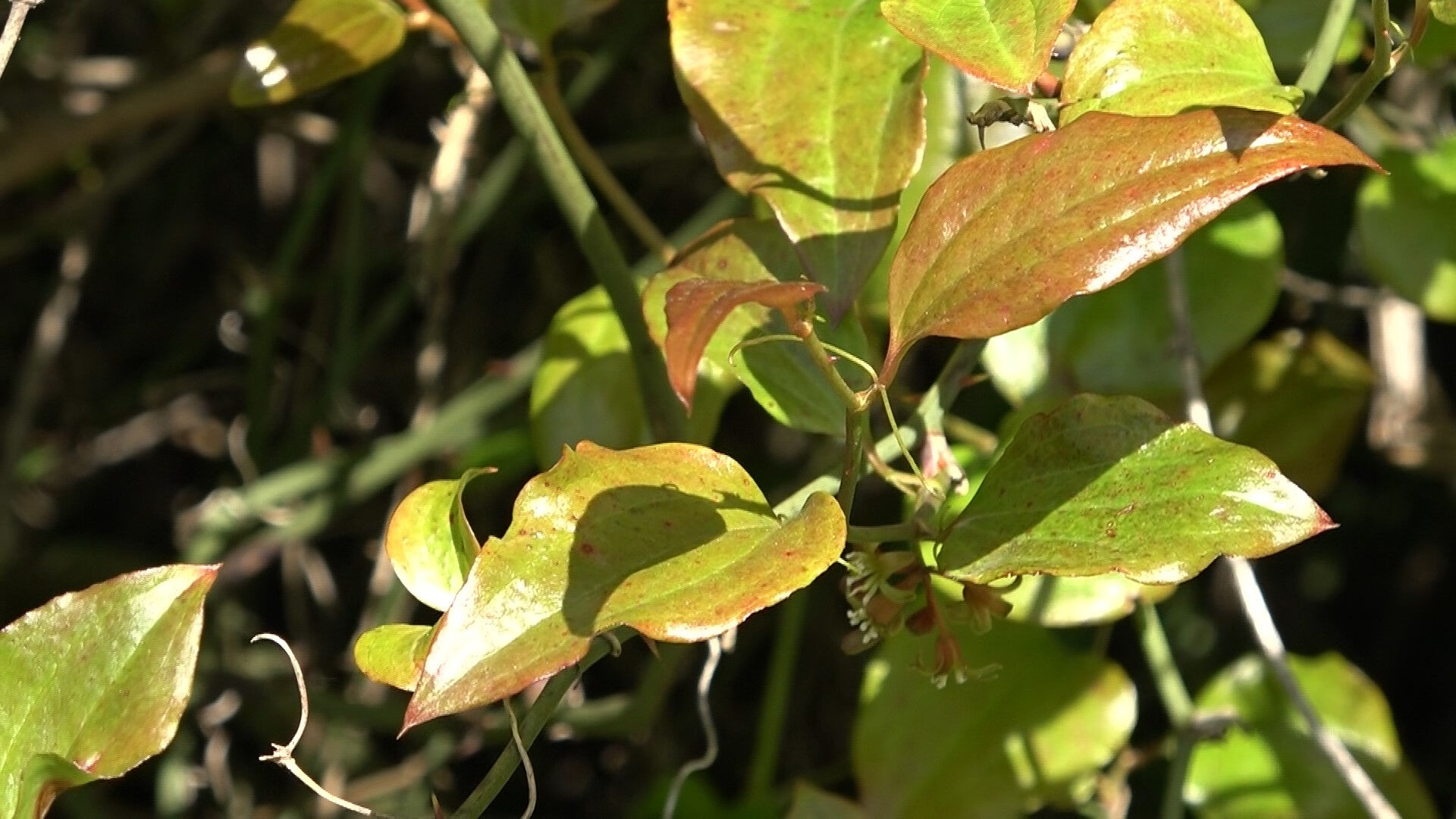 Doğanın şifalı otu! Faydaları saymakla bitmiyor, kilosu 250 liradan satılıyor - 1. Resim