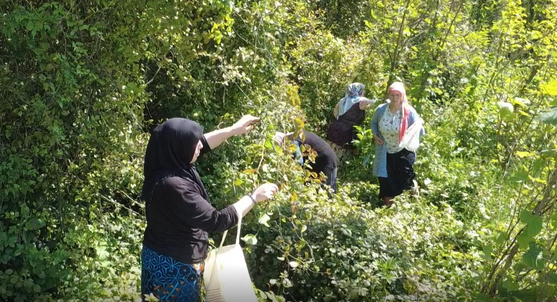 Doğanın şifalı otu! Faydaları saymakla bitmiyor, kilosu 250 liradan satılıyor - 2. Resim