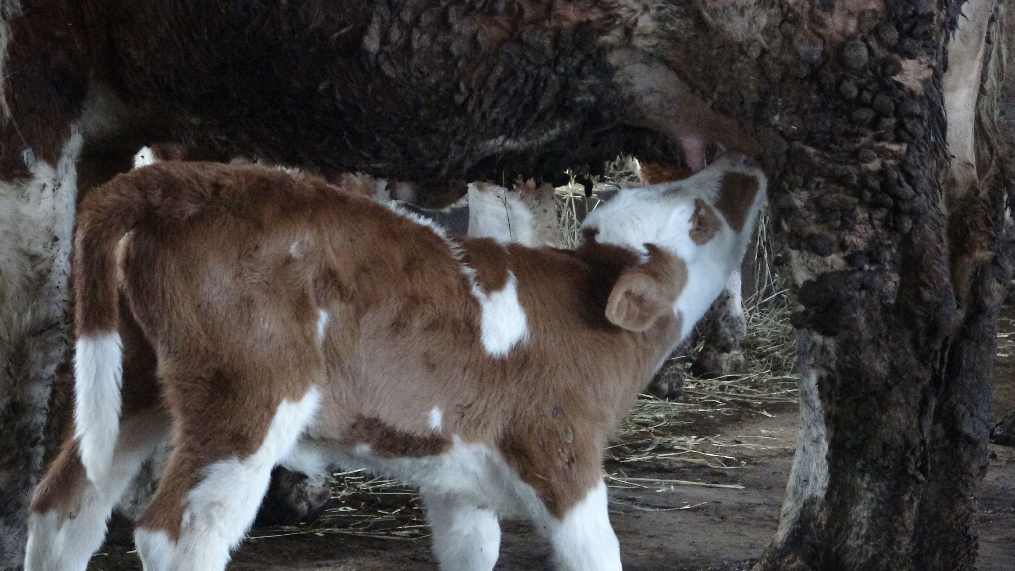 Maliyete zam gelmesine rağmen fiyat aynı kaldı, işletmeler kapandı! 21 TL'lik ürünü 16 TL'ye sattılar Maliyete zam gelmesine rağmen fiyat aynı kaldı, işletmeler kapandı! 21 TL'lik ürünü 16 TL'ye sattılar - 3. Resim