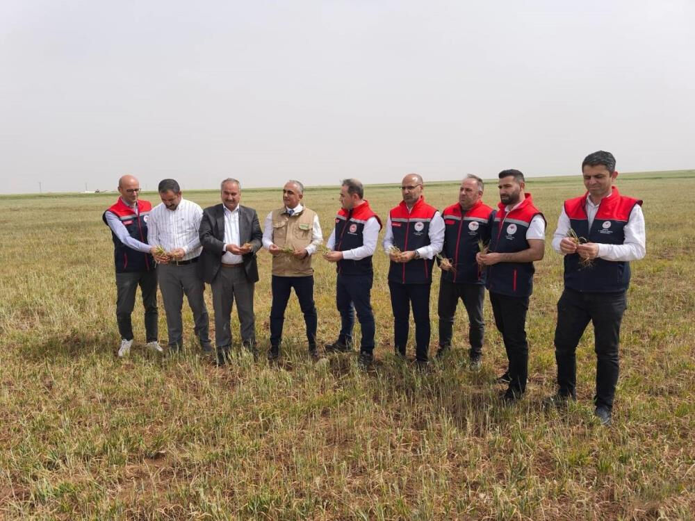 Şırnak'ta erken kuruma başladı! Yetkililer bölgede inceleme yapıyor Şırnak'ta erken kuruma başladı! Yetkililer bölgede inceleme yapıyor - 2. Resim