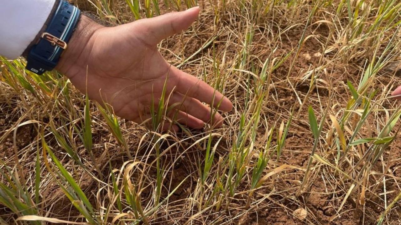 Şırnak'ta erken kuruma başladı! Yetkililer bölgede inceleme yapıyor Şırnak'ta erken kuruma başladı! Yetkililer bölgede inceleme yapıyor