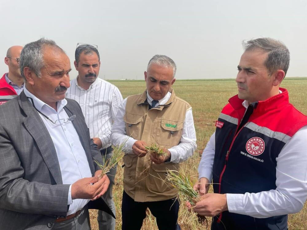 Şırnak'ta erken kuruma başladı! Yetkililer bölgede inceleme yapıyor Şırnak'ta erken kuruma başladı! Yetkililer bölgede inceleme yapıyor - 1. Resim
