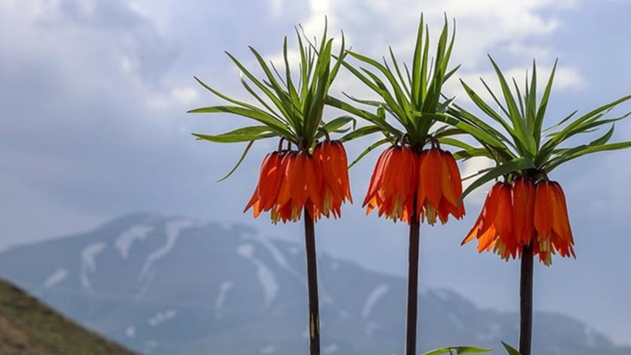 Ters lale koparmanın cezası ne kadar, neden yasak? Bulunduğu il ve ülkeler Ters lale koparmanın cezası ne kadar, neden yasak? Bulunduğu il ve ülkeler