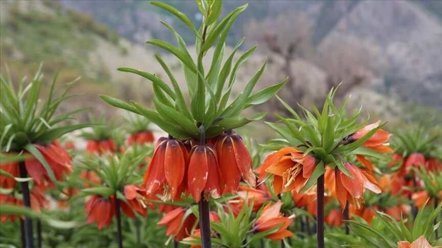 Ters lale koparmanın cezası ne kadar, neden yasak? Bulunduğu il ve ülkeler Ters lale koparmanın cezası ne kadar, neden yasak? Bulunduğu il ve ülkeler - 2. Resim