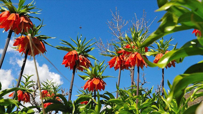 Ters lale koparmanın cezası ne kadar, neden yasak? Bulunduğu il ve ülkeler Ters lale koparmanın cezası ne kadar, neden yasak? Bulunduğu il ve ülkeler - 1. Resim