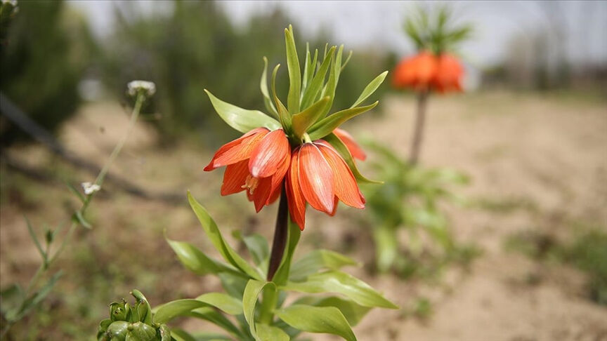 Ters lale koparmanın cezası ne kadar, neden yasak? Bulunduğu il ve ülkeler Ters lale koparmanın cezası ne kadar, neden yasak? Bulunduğu il ve ülkeler - 4. Resim