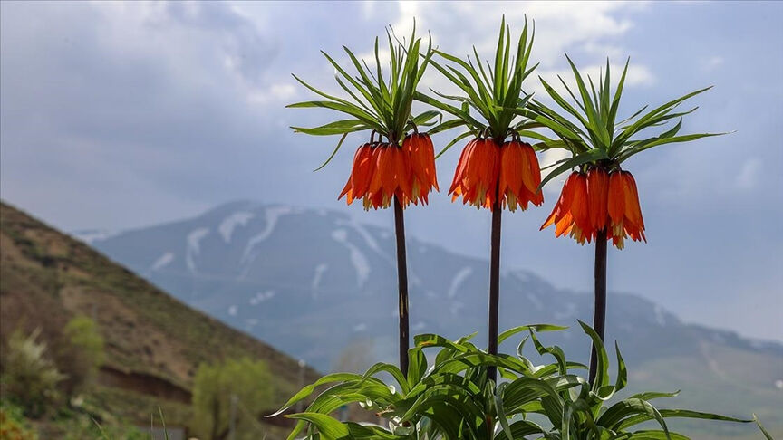 Ters lale koparmanın cezası ne kadar, neden yasak? Bulunduğu il ve ülkeler Ters lale koparmanın cezası ne kadar, neden yasak? Bulunduğu il ve ülkeler - 3. Resim