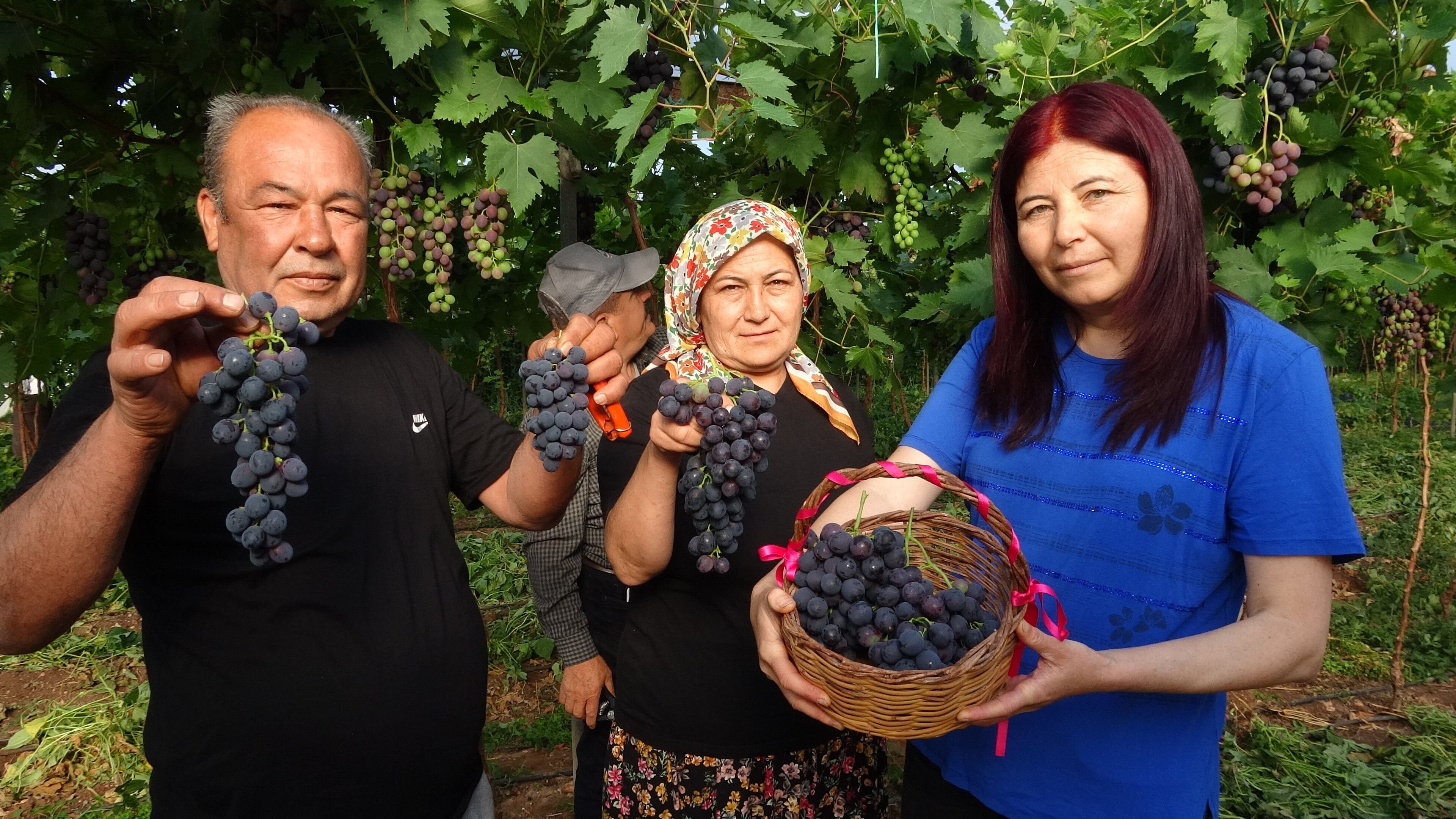 Bölgenin siyah incisi... Tatlı, sulu ve vazgeçilmez! Kilosu tam 250 lira Bölgenin siyah incisi... Tatlı, sulu ve vazgeçilmez! Kilosu tam 250 lira - 3. Resim