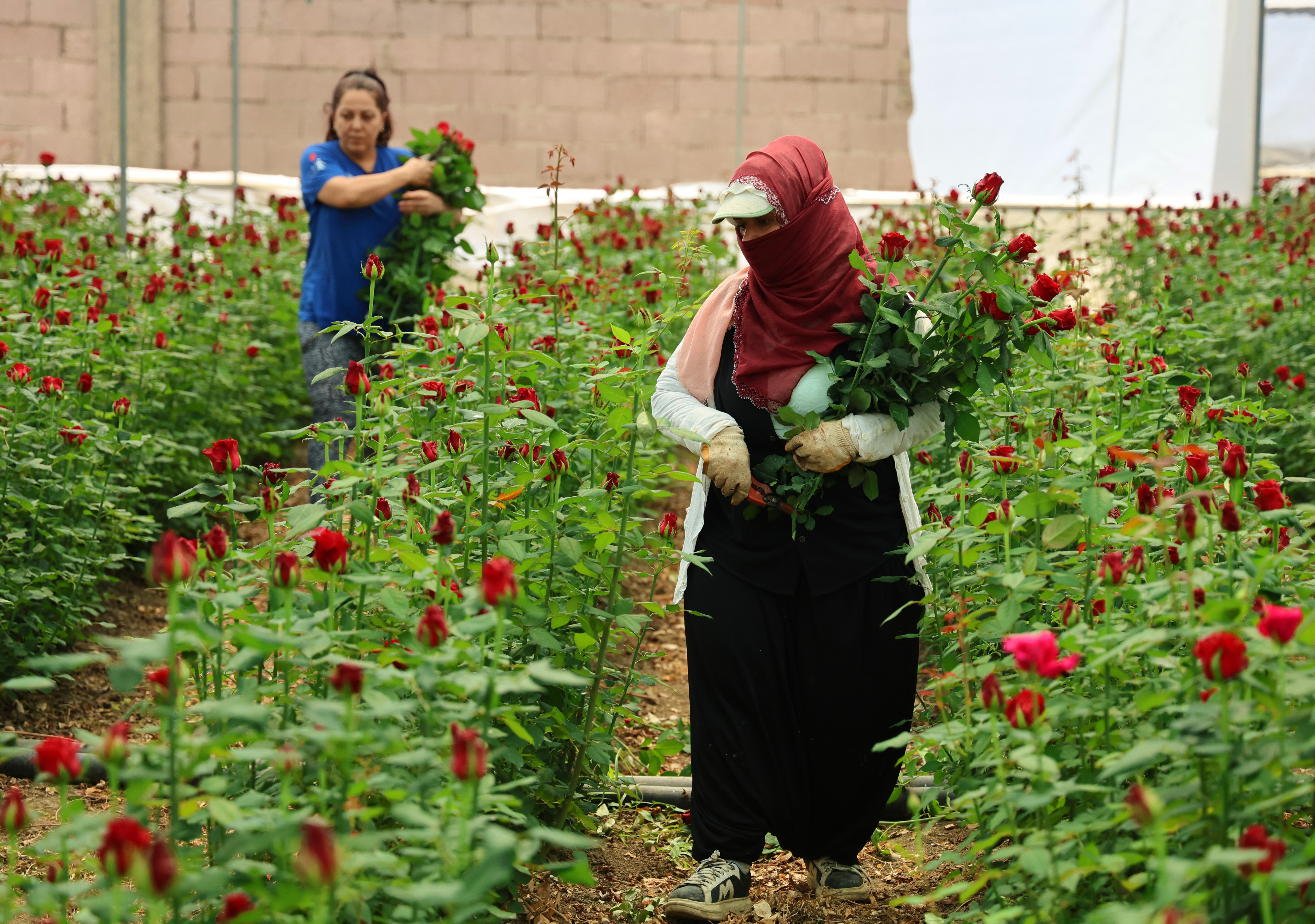 Dikeninden çok etiketi batıyor: Anneler Günü'ne özel! Aynı gül 20 kat fark - 1. Resim
