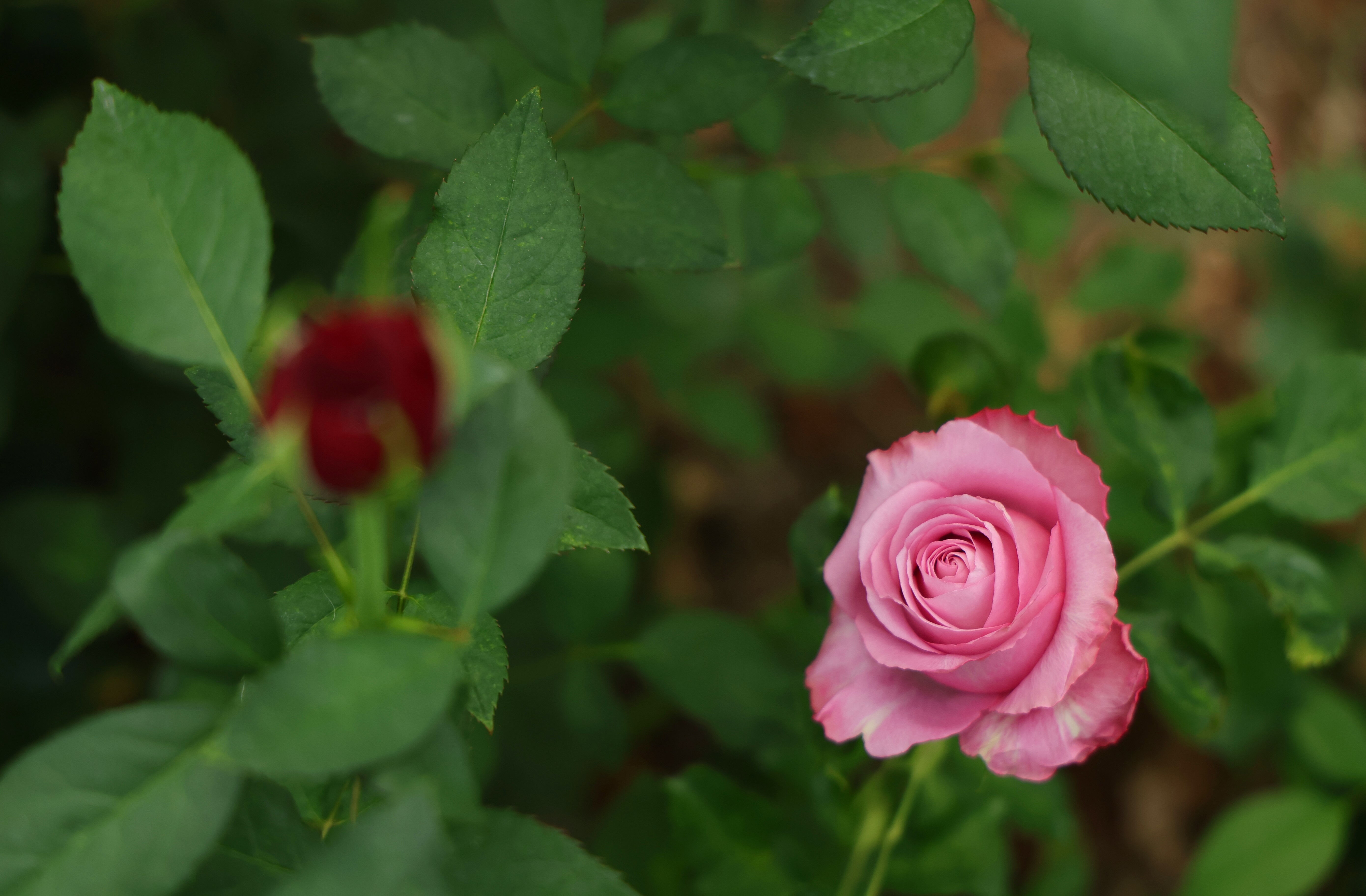 Dikeninden çok etiketi batıyor: Anneler Günü'ne özel! Aynı gül 20 kat fark - 3. Resim