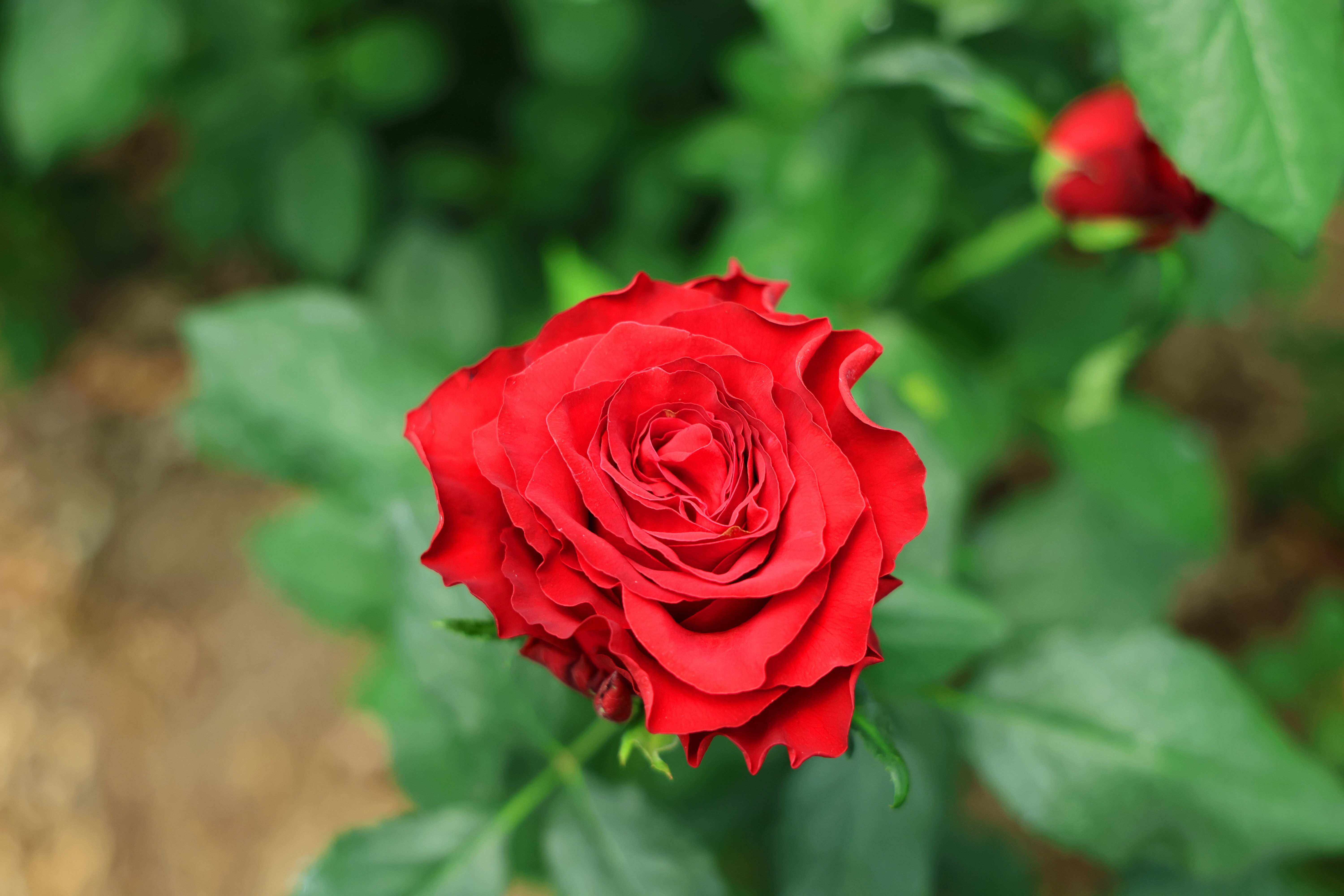 Dikeninden çok etiketi batıyor: Anneler Günü'ne özel! Aynı gül 20 kat fark - 2. Resim